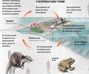Así son los humedales